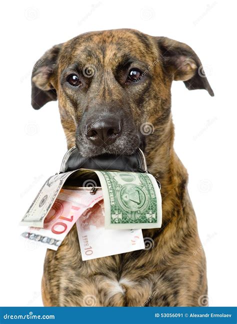 Dog Holding A Purse With Money In Its Mouth Isolated Stock Image