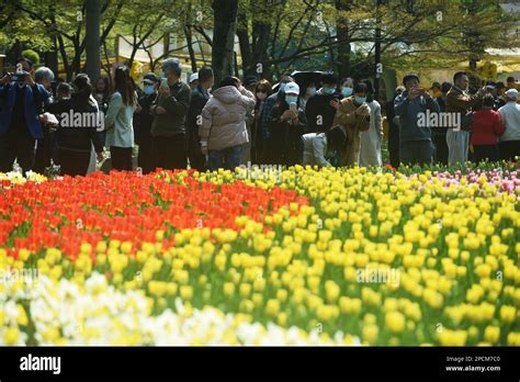 Hangzhou China March 14 2023 Tourists View Tulips In Full Bloom