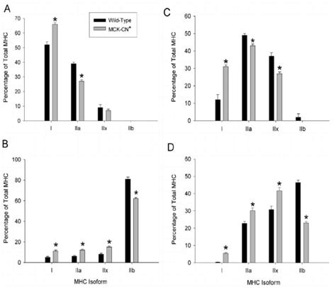 Adult Myosin Heavy Chain MHC Isoform Proportions Of The Soleus A