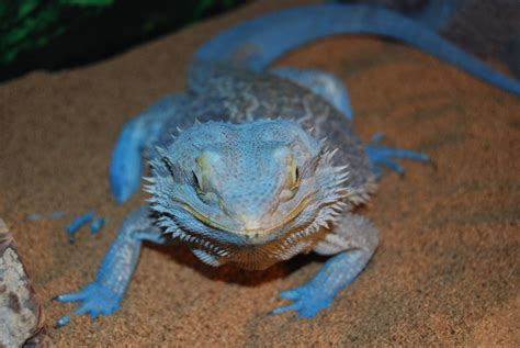 This Is Daysofrobert S Blue Bearded Dragon Named Sushi He S Very