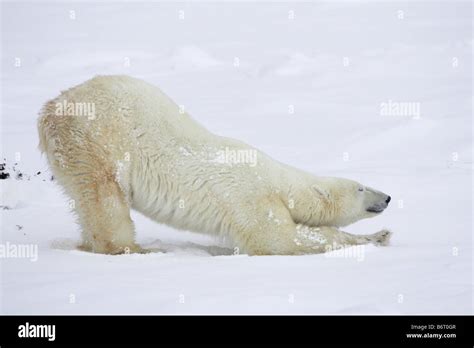 Polar Bear Stretching On The Tundra Stock Photo Alamy