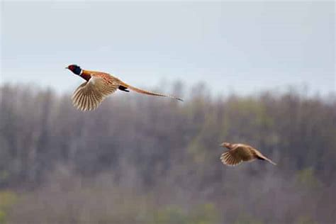 Domaine du Breuchet un nouveau territoire de chasse à la journée en