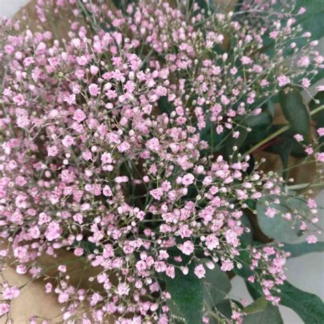 Bouquet De Paniculata De Color Floralium