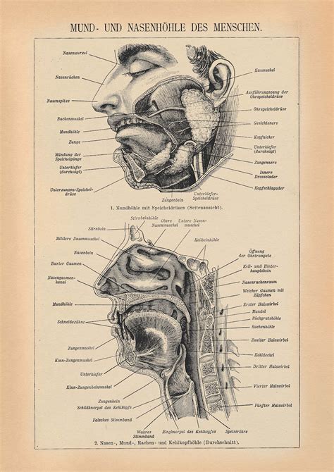 Anatomie Mundhöhle Anatomy Oral Cavity Etsy