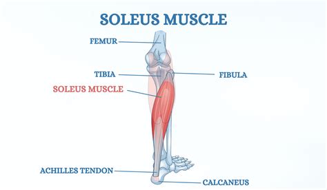 soleus strain treatment  acupuncture aca acupuncture  wellness