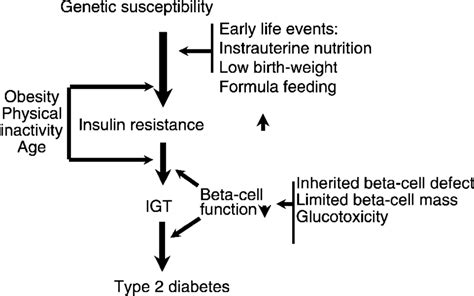 Stages And Risk Factors In The Development Of Type 2 Diabetes