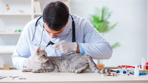 What is Feline Panleukopenia and How To Treat It? | Get Odie