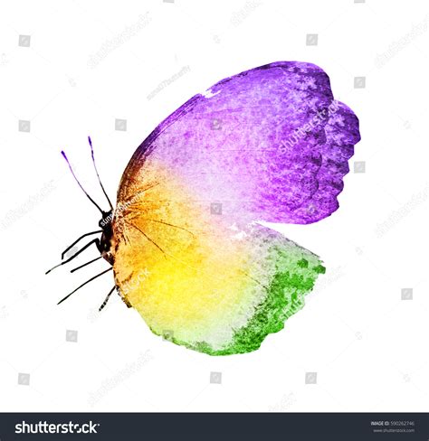 Watercolor Butterfly Isolated On White Background 库存插图 590262746