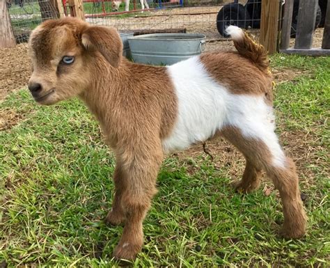 Goatzz Shamrock Hollow Farm Is Myotonic And Nigerian Dwarf Goat Farm