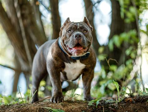 American bully veja características da raça e muito mais Guia Animal