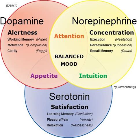 Dopamine Serotonin Norepinephrine Chart