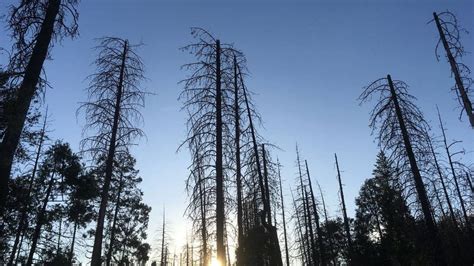 Beetle Sex Is Killing Pine Trees In California Here’s Why Sacramento Bee