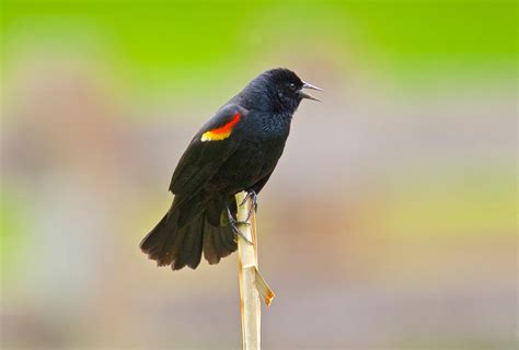 How to decode the secret language of birds | Popular Science