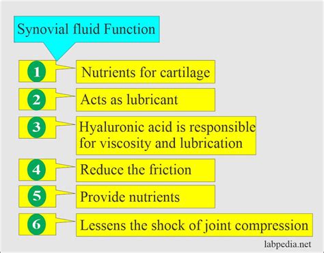 Synovial Fluid Diagram