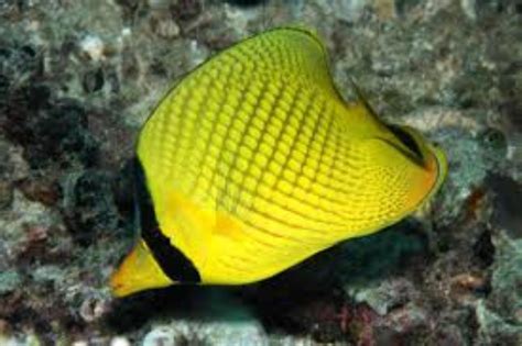 Latticed Butterflyfish Information and Picture | Sea Animals