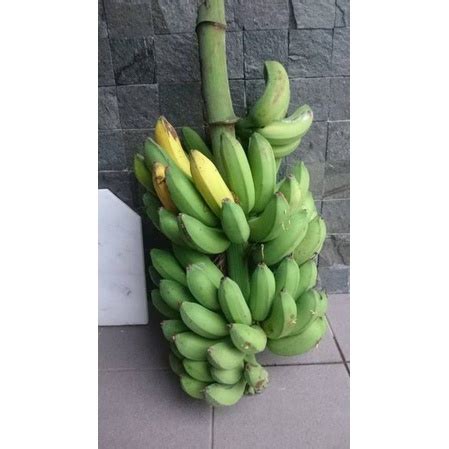 Jual pisang raja bulu 1 tandan | Shopee Indonesia