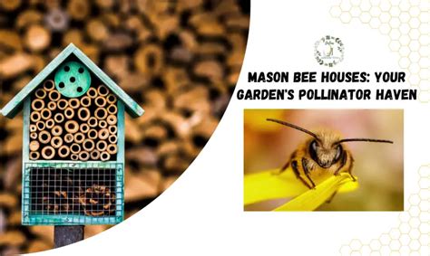 Mason Bee Houses: Your Garden's Pollinator Haven