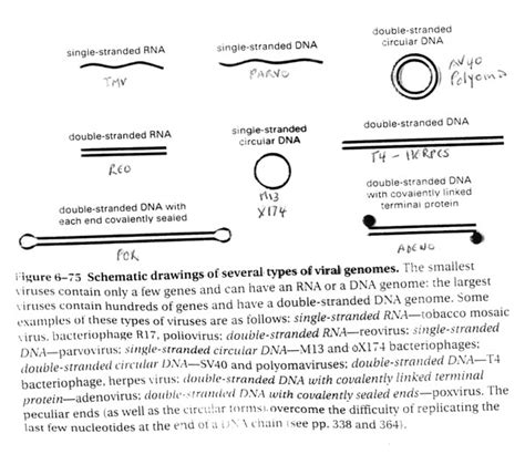 √無料でダウンロード！ Double Stranded Rna Virus Examples 284764 Double Stranded Dna Virus Definition