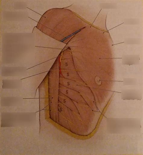 Dissector Week 2 Lateral Cutaneous Nerves Of Trunk Diagram Quizlet