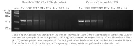 Apexbio Thermolabile Udg Uracil Dna Glycosylase