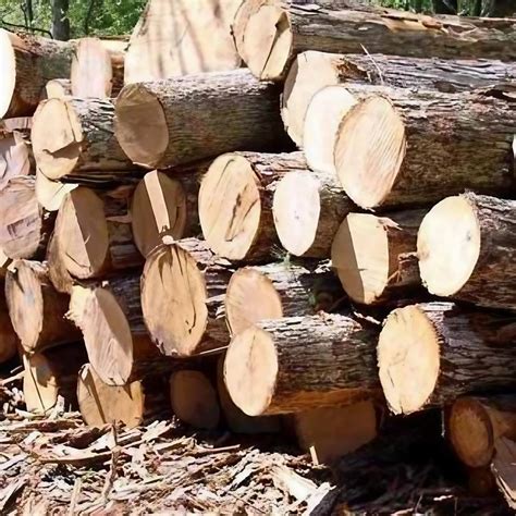 Round Imported Timber Logs Teak Wood At Rs 800 Cubic Feet In Sas Nagar