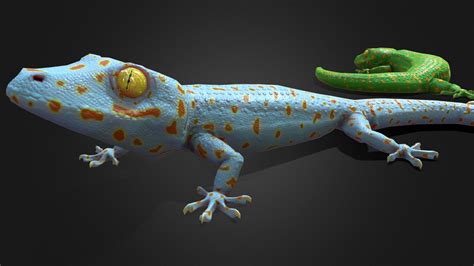 Geckos 3d Model By Alan Hernandez Morales Alanhern 80666c6