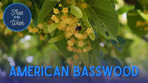 Tree Of The Week American Basswood Youtube