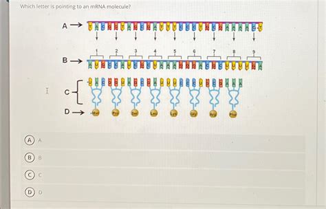 Solved Which Letter Is Pointing To An MRNA Molecule ABCD Chegg