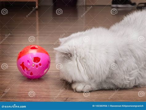 Cute Persian Cat Playing With A Pinky Ball Stock Photo Image Of