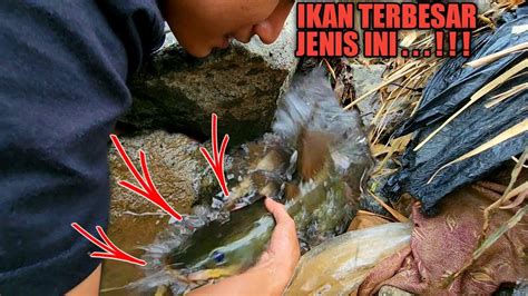 Astaga Di Celah Batu Ternyata Sarang Ikan Sogo Sebesar Guling Youtube