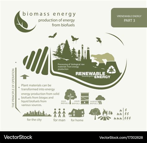 Infographics Renewable Source Of Biomass Energy Vector Image