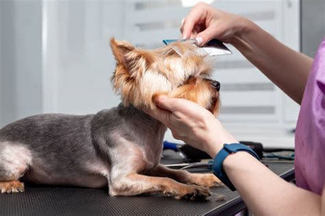 En algunas razas de perros los cortes de pelo no son recomendables aún