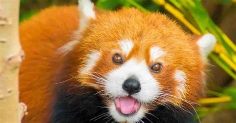 Red Panda Behavior - AnimalBehaviorCorner