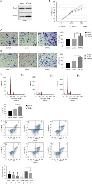 Tripartite Motif 52 Trim52 Promotes Proliferation Migration And Regulation Of Colon Cancer