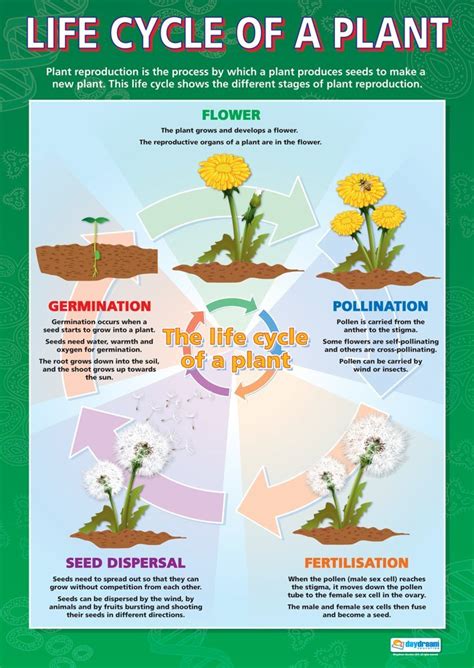 Buy Life Cycle Of A Science S Laminated Gloss Paper Measuring Mm