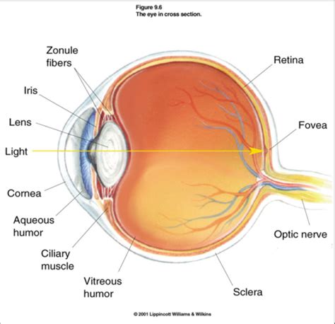 Vision Flashcards Quizlet