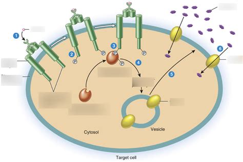 Insulin Signaling Pathway Diagram Quizlet