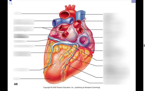 Bio Lab The Heart Diagram Quizlet