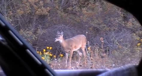 .410 SHOTGUN FOR DEER HUNTING? (IMPACT VIDEO) - The Classic Woodsman