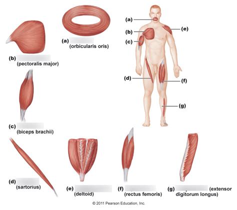 Myology Diagram Quizlet