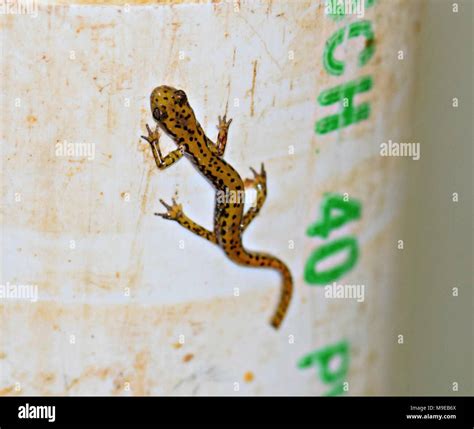 Cave salamanders hi-res stock photography and images - Alamy