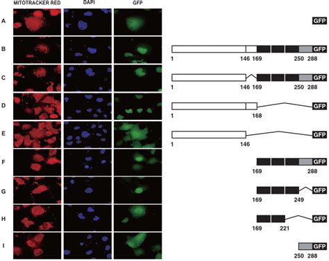 Cellular Localization Of Gfp Fusion Proteins The Various Rflat 1 Gfp Download Scientific