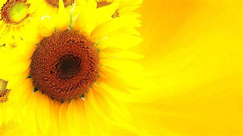 Yellow Sunflower Aesthetic Wallpapers Top Free Yellow Sunflower Aesthetic Backgrounds