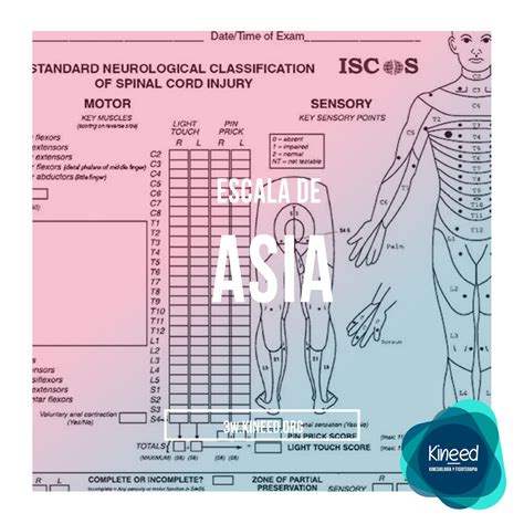 Escala De Asya Neuroanatomia E Neurofisiologia Images And Photos Finder