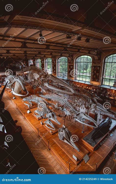 Natural History Museum in Paris Editorial Stock Image - Image of indoor ...