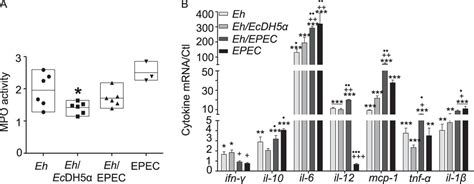 Entamoeba Histolytica Interaction With Enteropathogenic Escherichia Coli Increases Parasite