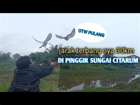 NERBANGIN BURUNG MERPATI POS DI PINGGIR SUNGAI CITARUM YouTube