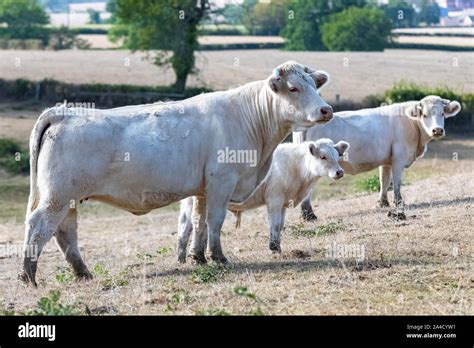 Charolais Cow And Calf White Cows In A Field In Burgundy Campaign