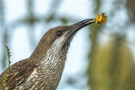 Western Wattlebird In Australia 25921440 Stock Photo At Vecteezy