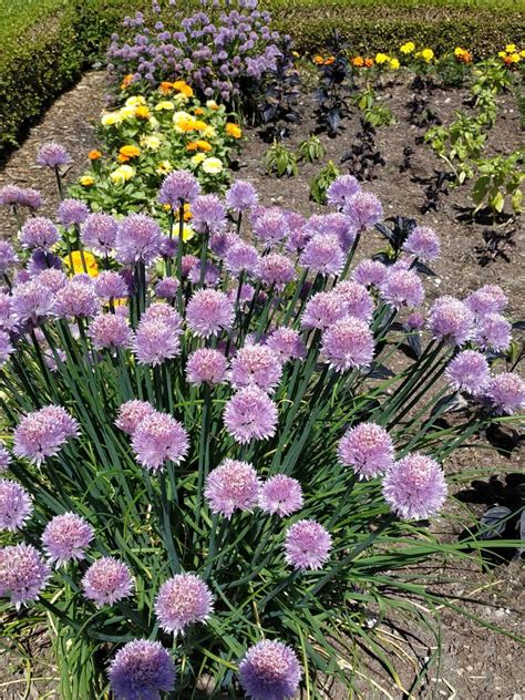 Easy Chive Blossom Vinegar Recipe Urban Farm And Kitchen